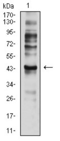 CCR7 Antibody (4B7B8) - BSA Free, Novus Biologicals 0.1 ml; Unconjugated:Antibodies,